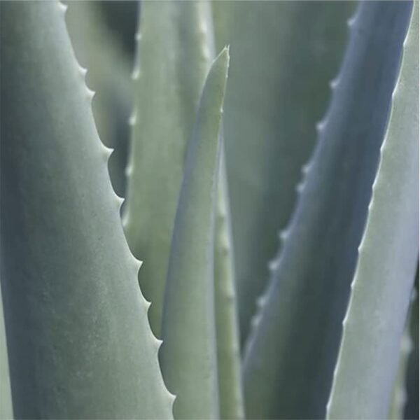 innisfree Aloe Vitalizing Soothing Gel Hydrating Face & Body Moisturizer - Image 5